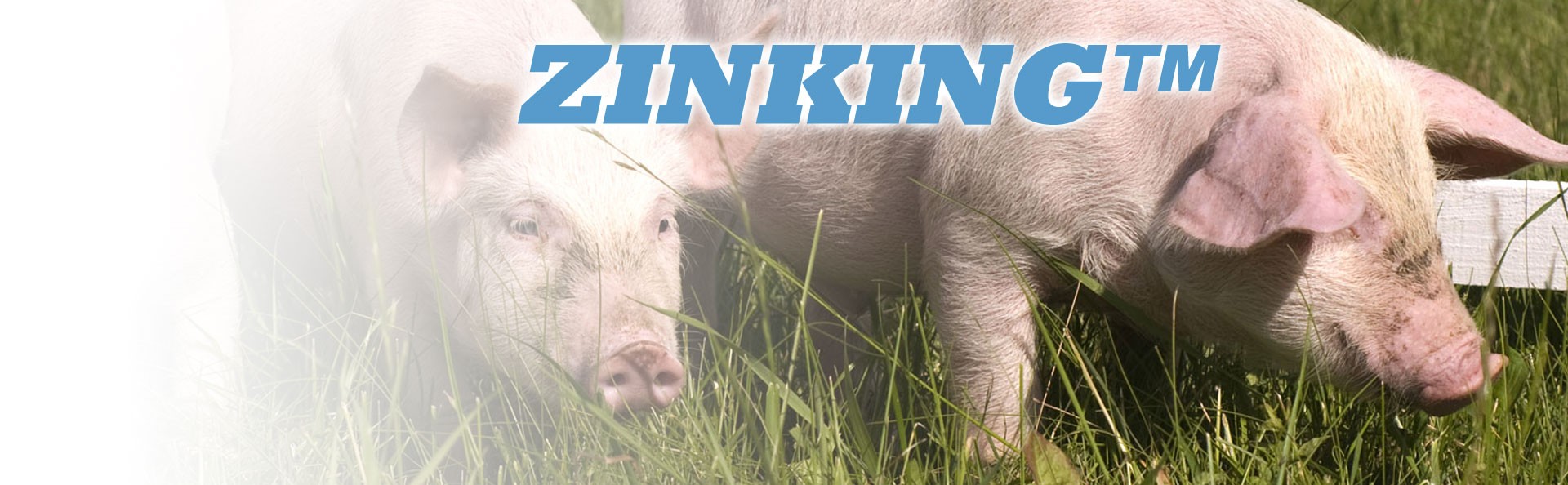 ZINKING™