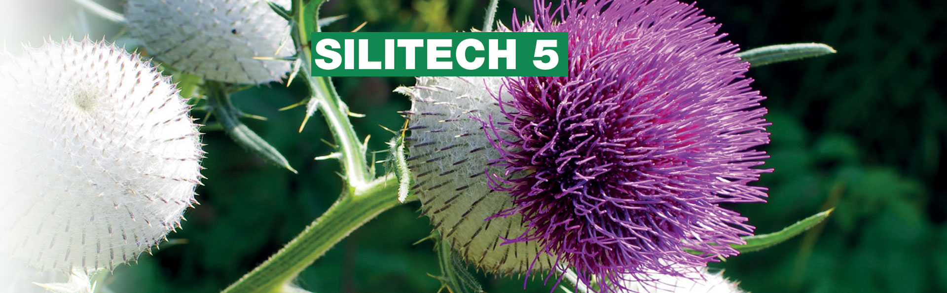 SILITECH 5
